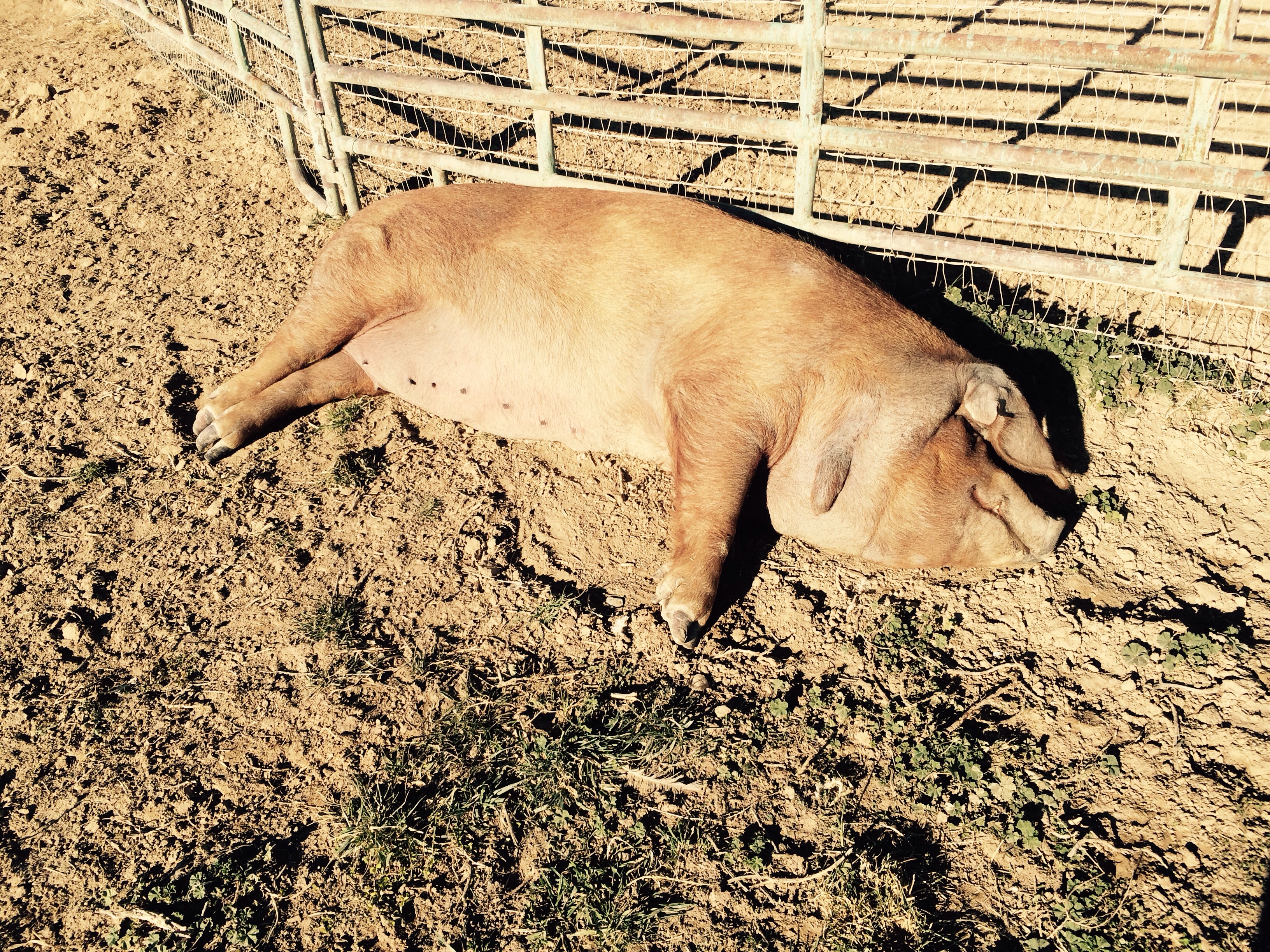 Our farm sow is enjoying the sunshine she loves her bellie rubbed as well 