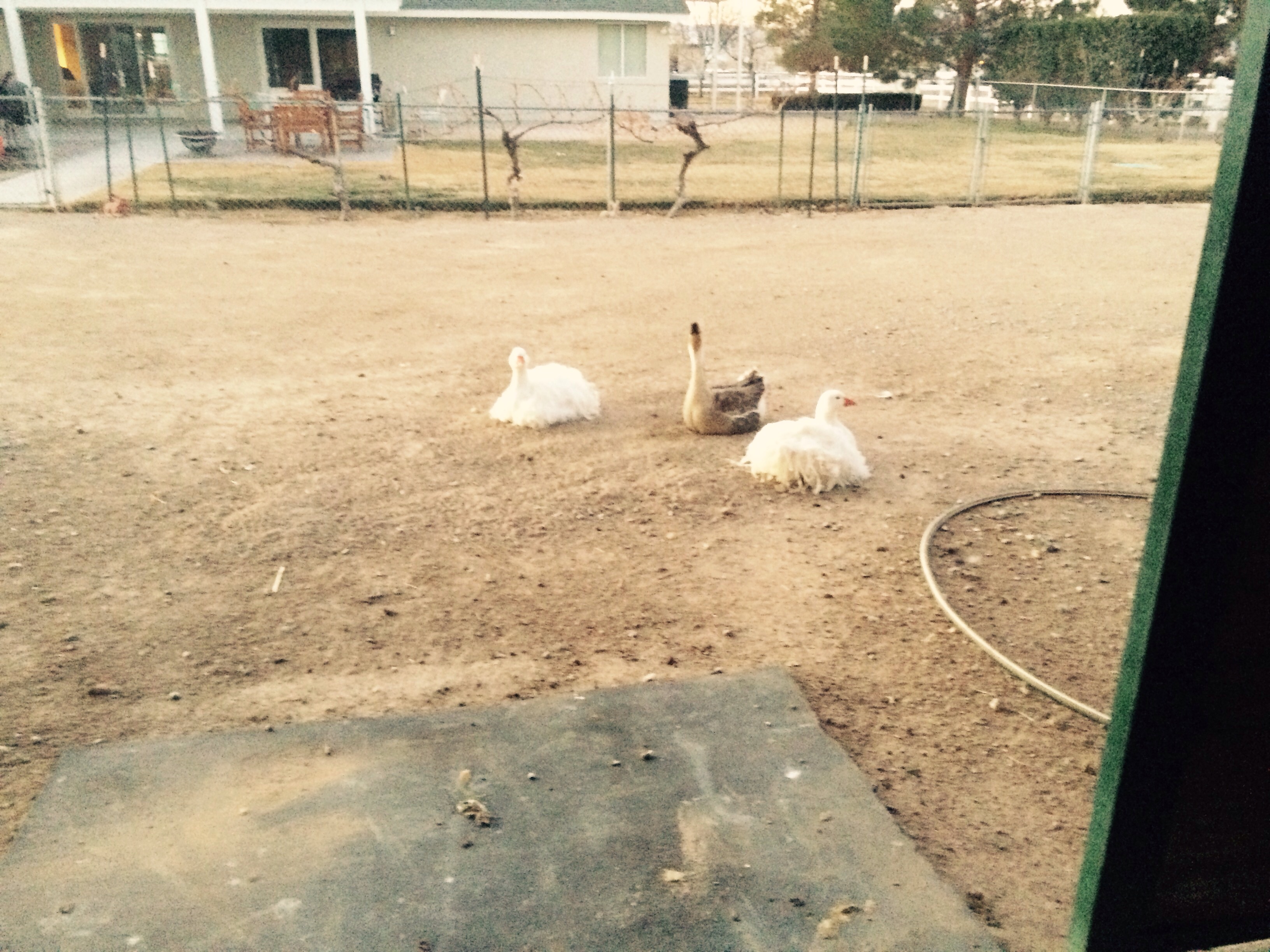 Harold the African goose has been on the farm for 17 years and has been attacked at least two times by coyotes he has been our gaurd and was very happy Frizzel and frazel came to the farm two years ago our farm vet told us geese live 30 years and have photo traffic memories 