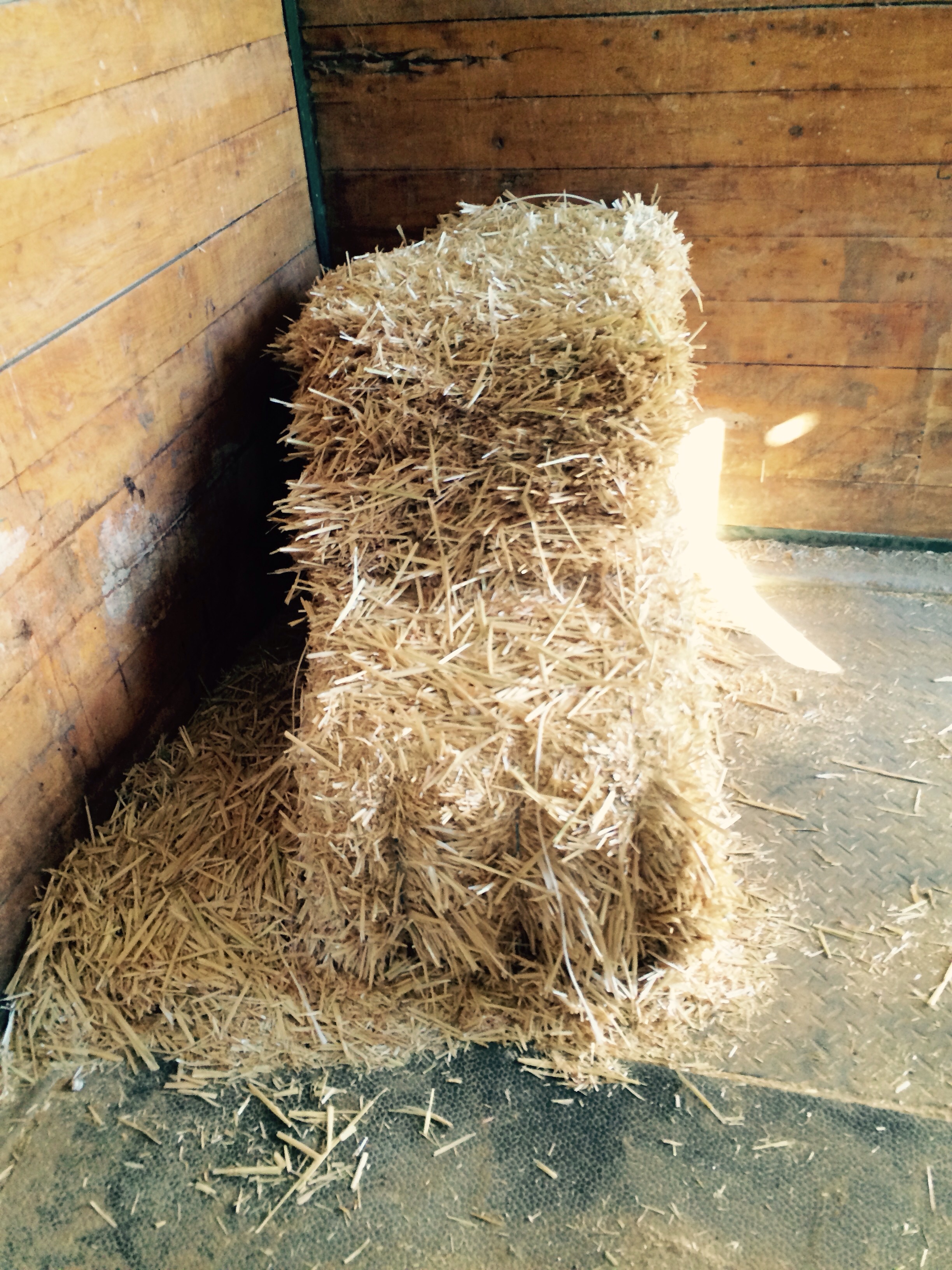 We repurpose everything we can on the farm here we use fresh straw to make bedding and nesting boxes and after we change out for fresh straw we repurpose used straw for onion beds to insulate and fertilize