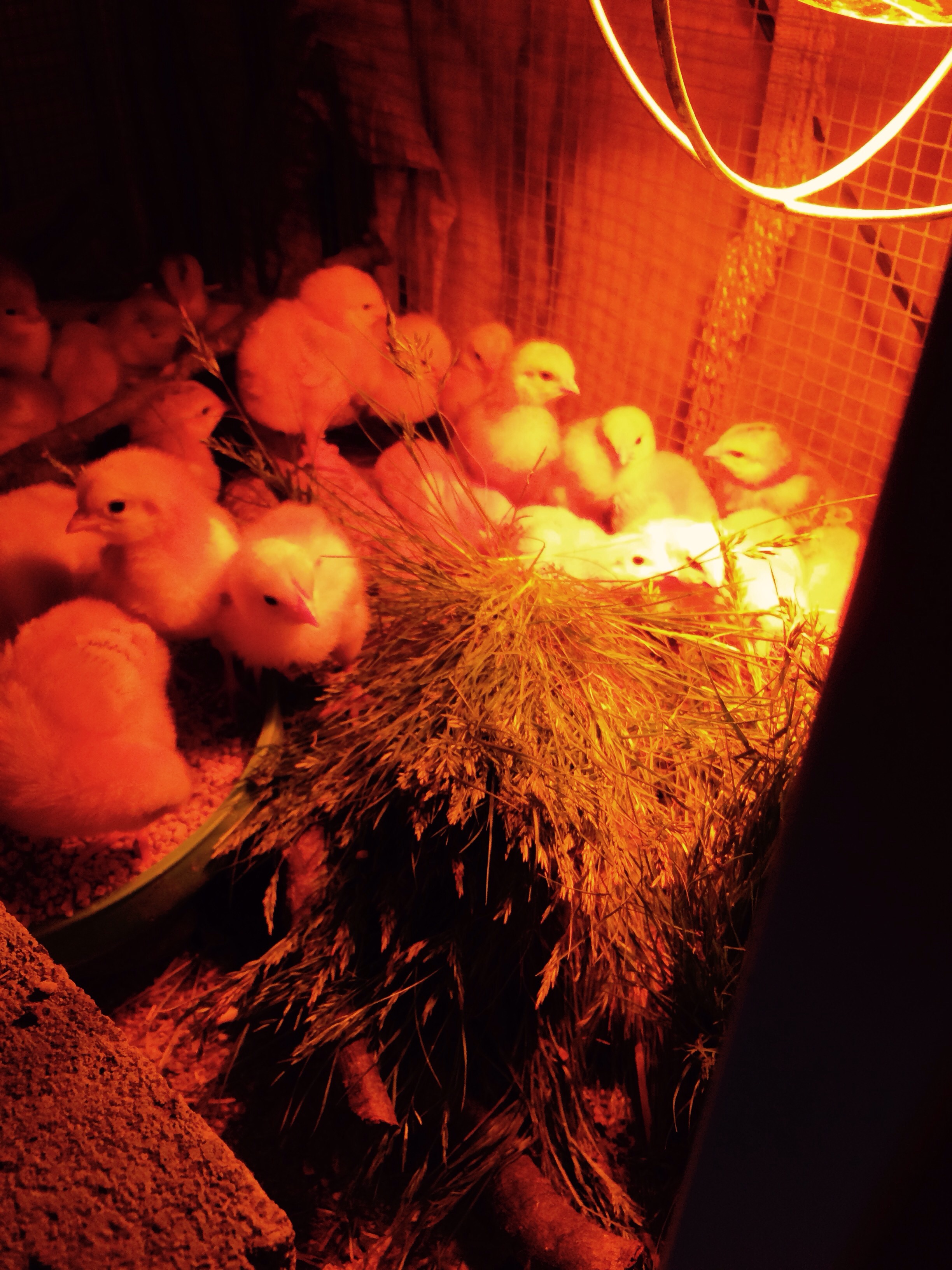 Chicks are doing well I am giving them thier daily dose of Indian rye grass