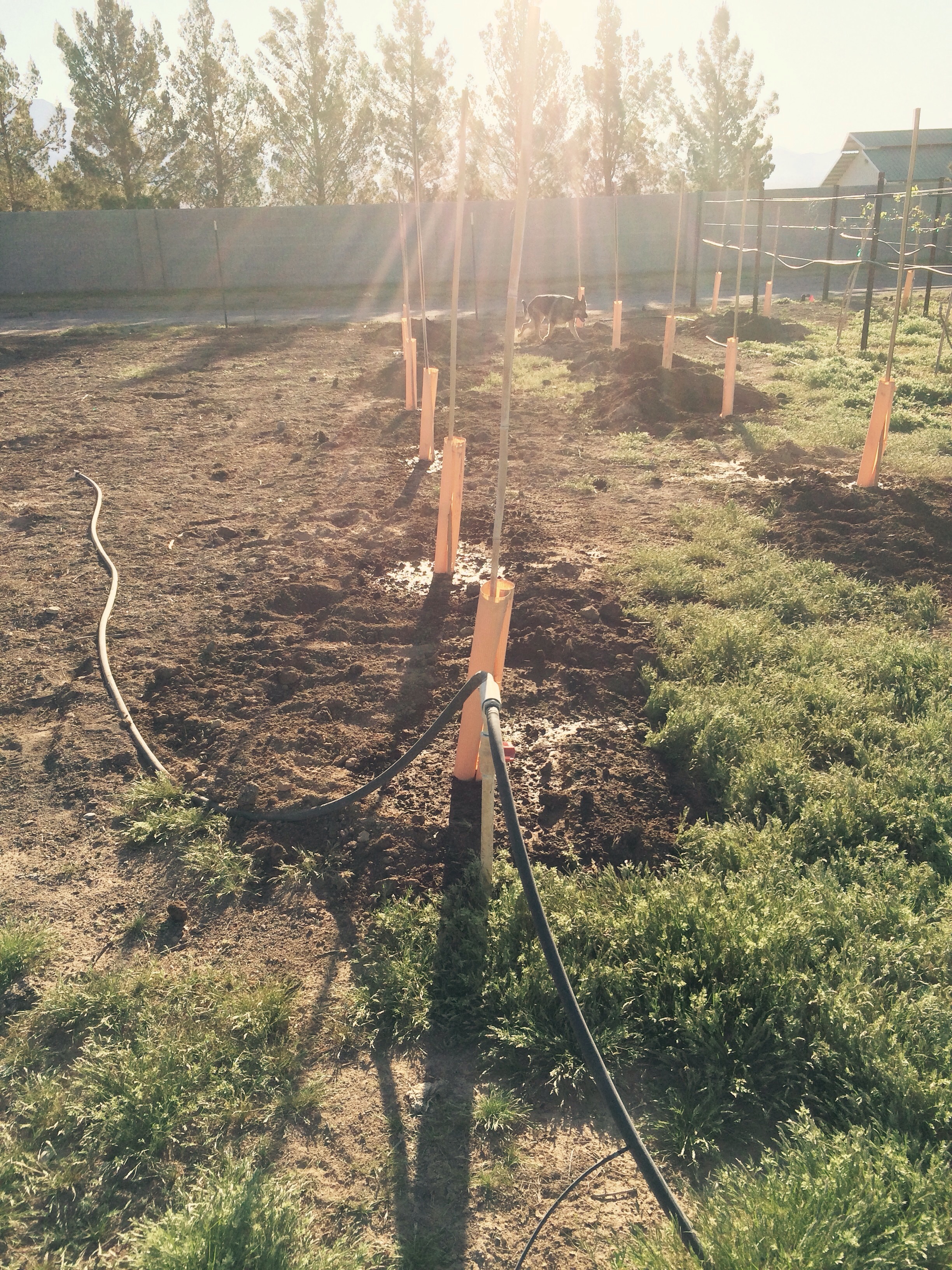 We got our 30 new zinfandel vines planted as well as our all blue and cranberry red potatoes planted on our farm Sunday 