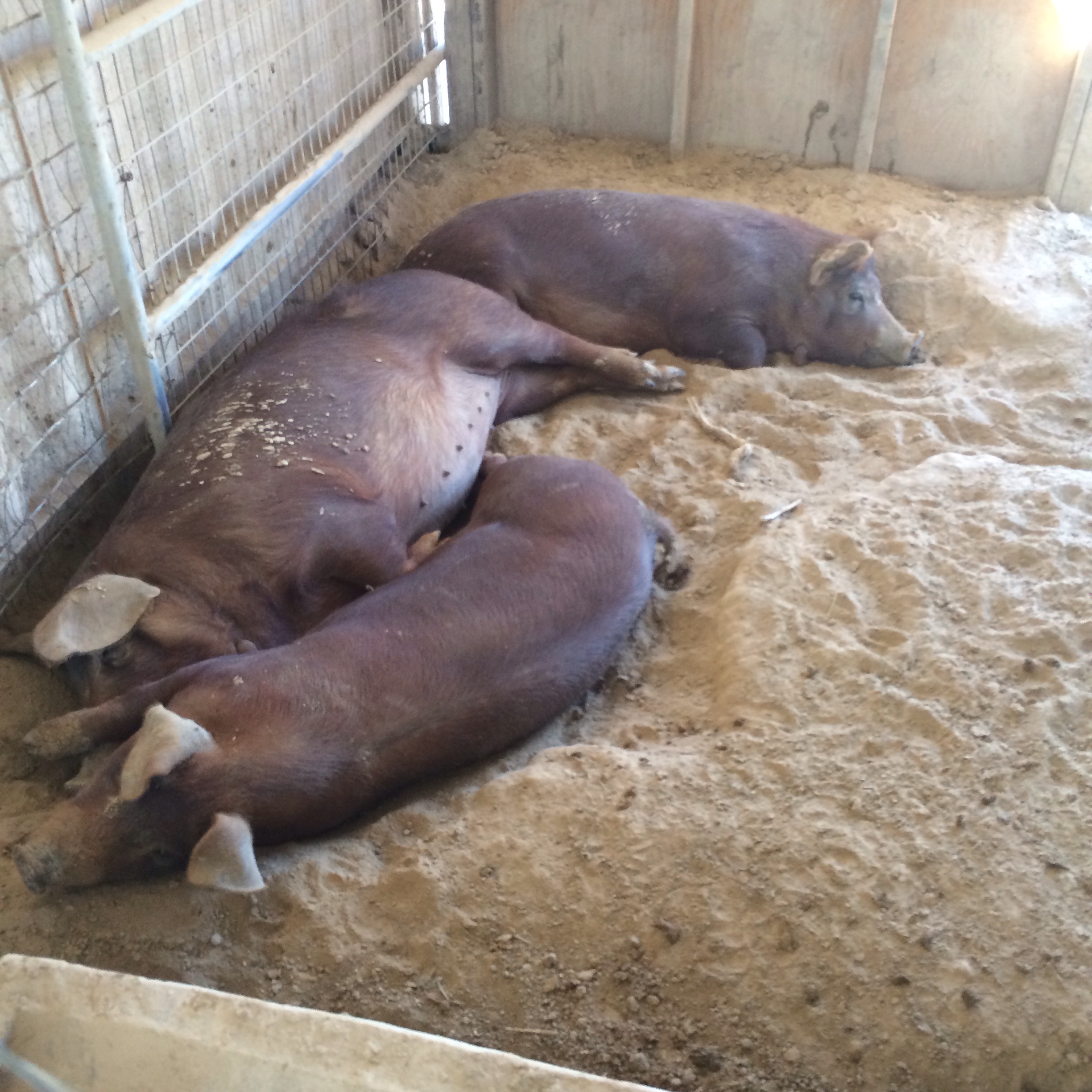They are taking a nap all the pigs sleep in piles sad to see one alone. That is one of the first things we learned when we went to bio dynamic school was happy animals do not like being alone