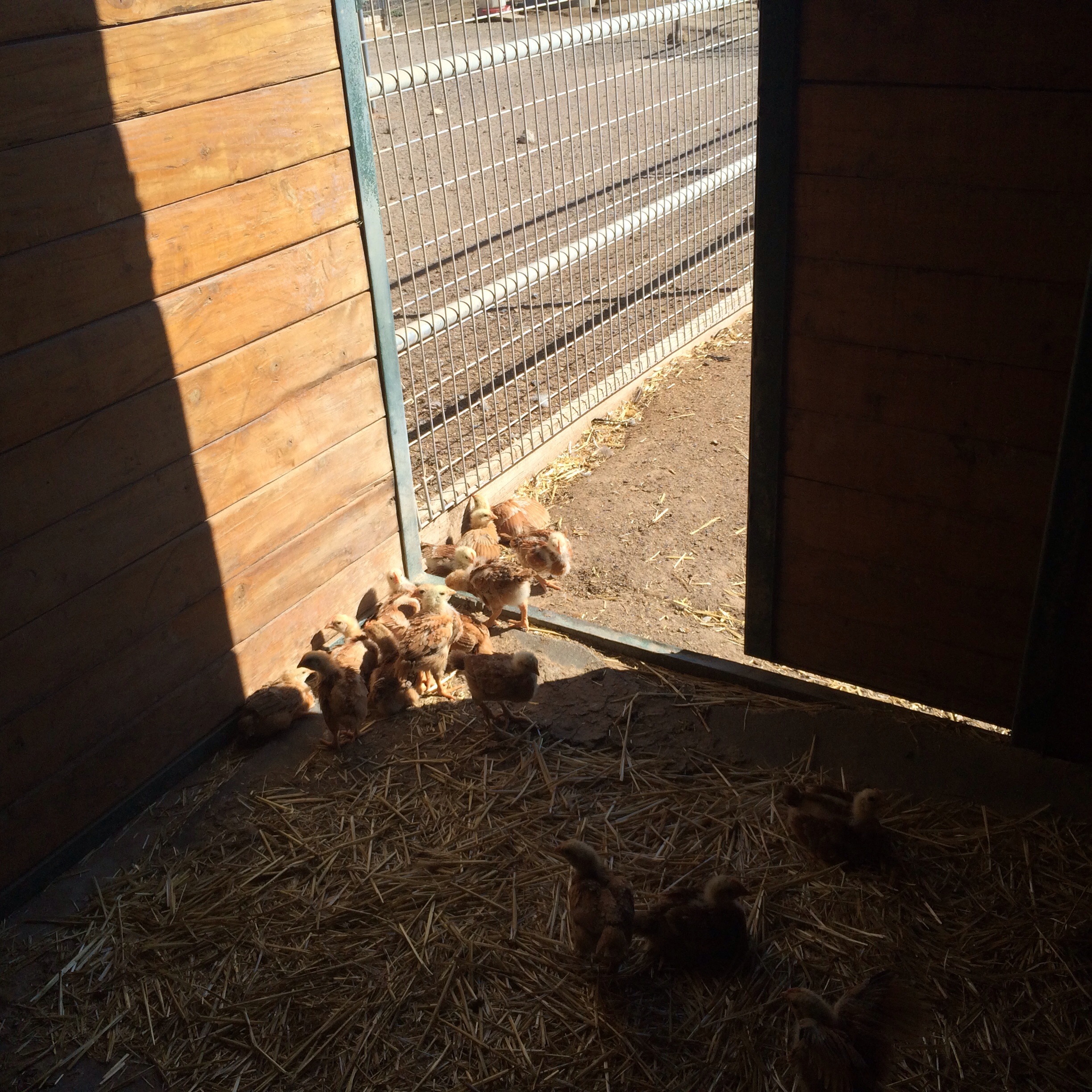 They are enjoying to sunshine and our animals get full freedom not just a fake door in a over crowded barn so they can say they have access to the sun so they qualify to be organic