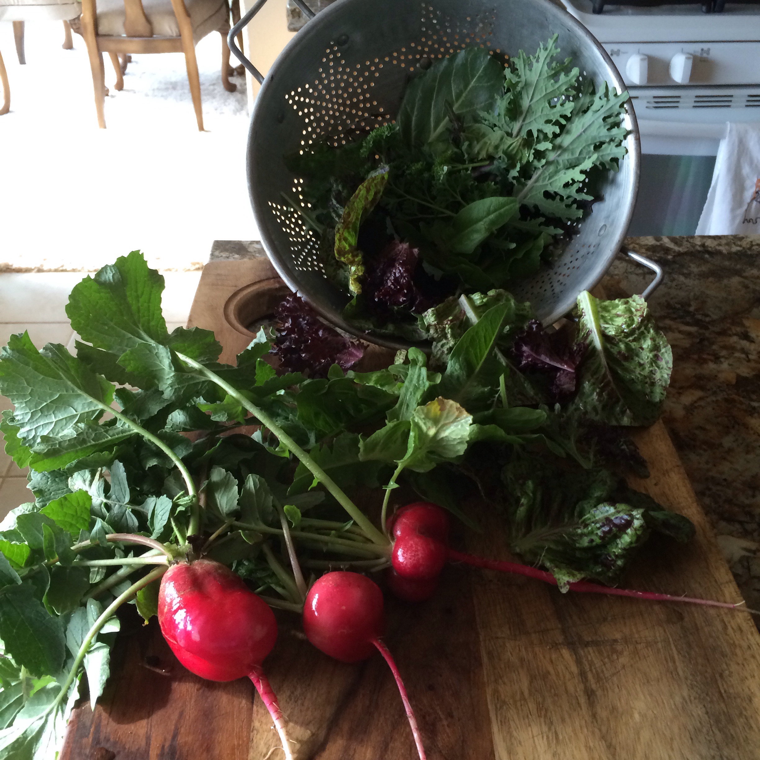 Harvested this morning for tonight's dinner it is so warm we will not have these greens for long