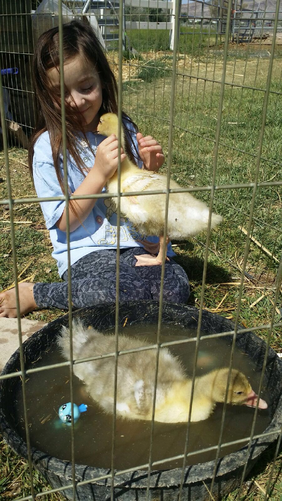 Ella is introducing swim lessons th the goslings when I visited them last as soon as Ella lets them outside they jump on her lap 