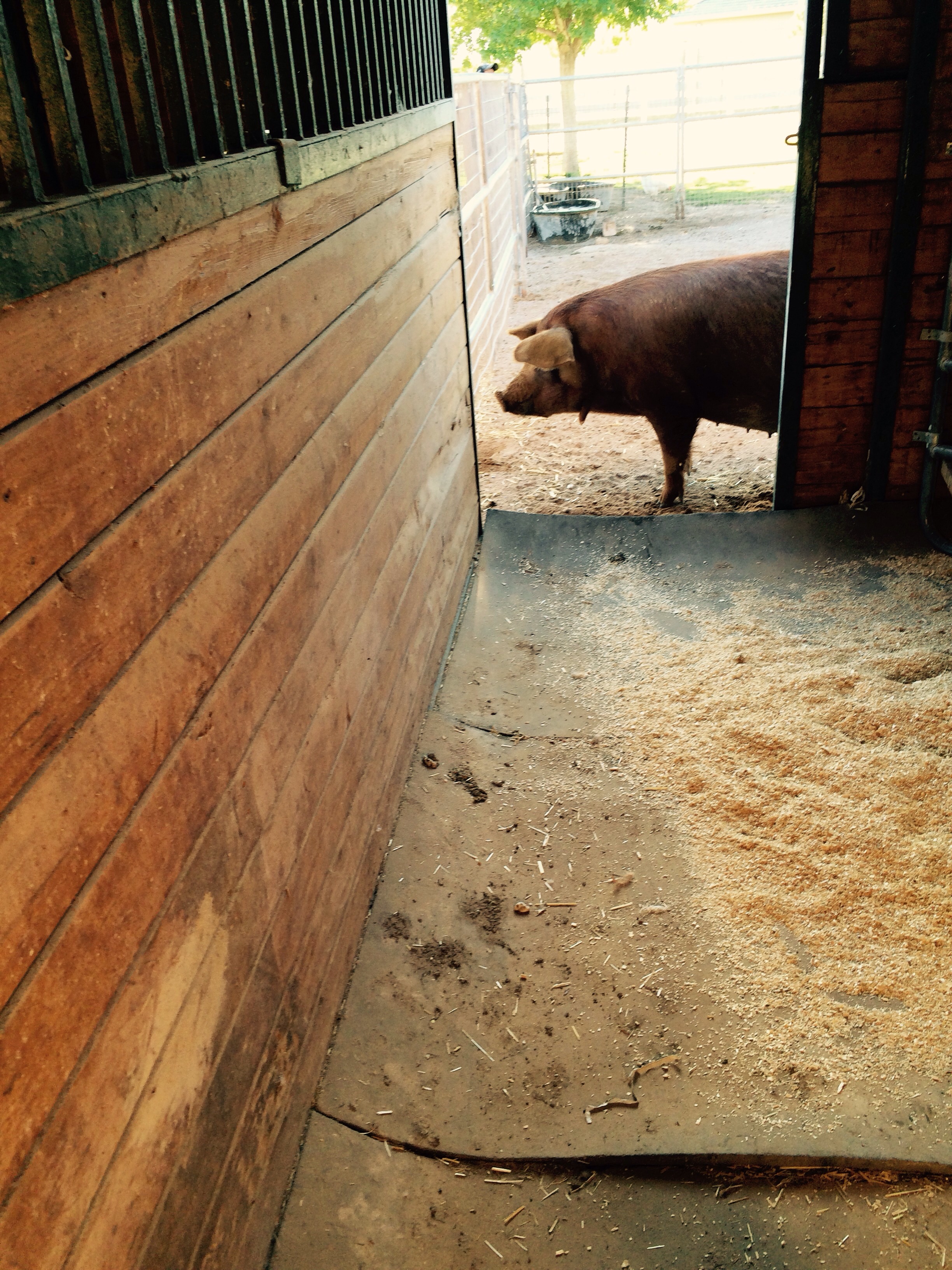 Roxy is moved to her farrowing house so she can nest down 