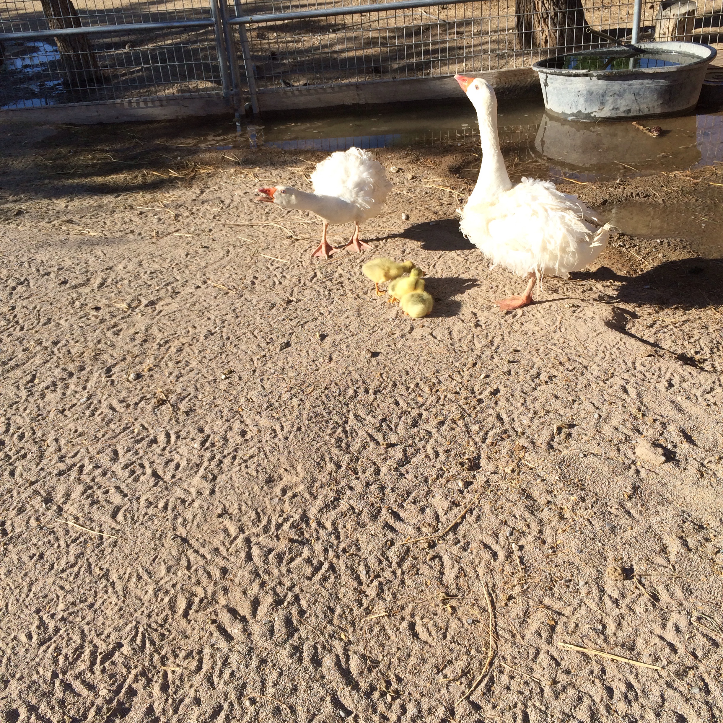 Frizzle and Frazzel are our animal welfare approved geese and they are introducing their goslings to pastures and water pools