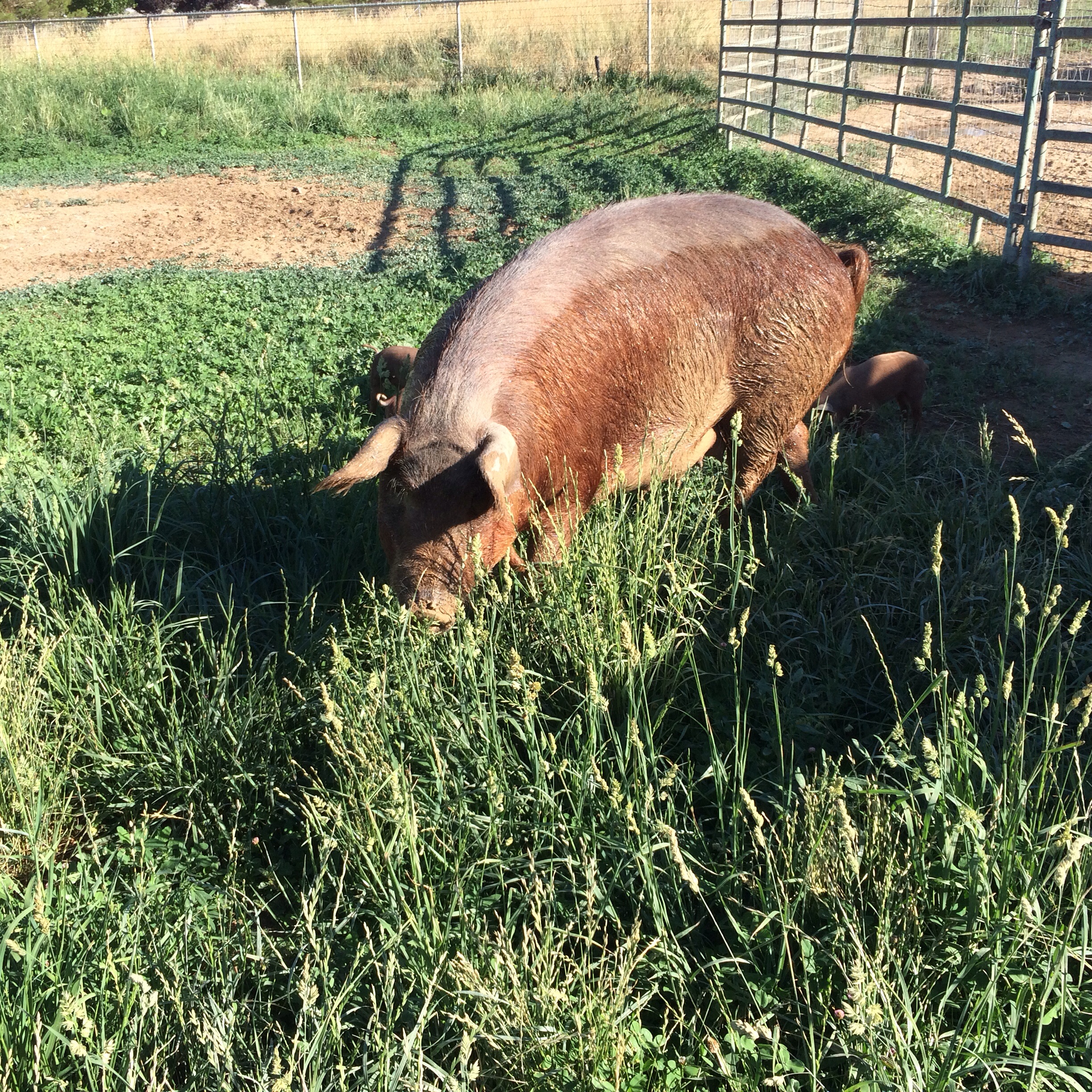 Rosy and her piglets are doing well they run and play all around