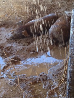 We sold two red wattle piglets to a farmer friend in sandy valley and she sent us a picture after they arrived on the new farm thank you Patti